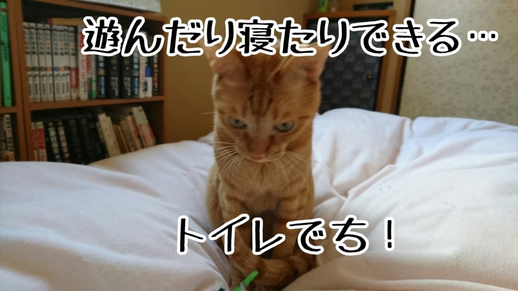 普通の猫は寝床でトイレなんかしない…と思う