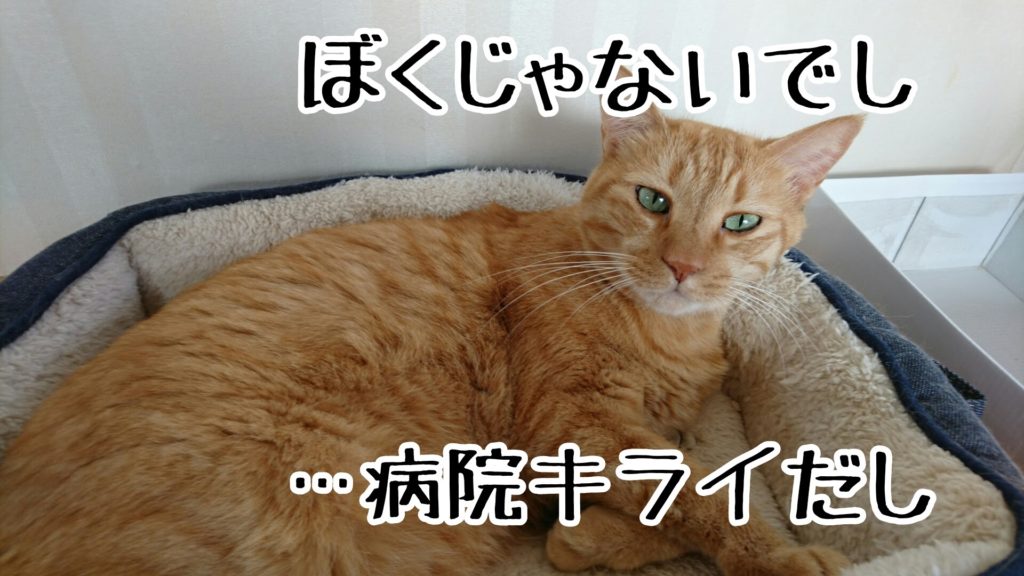 短毛の猫はゲリしても毛につかないから、わかりにくい