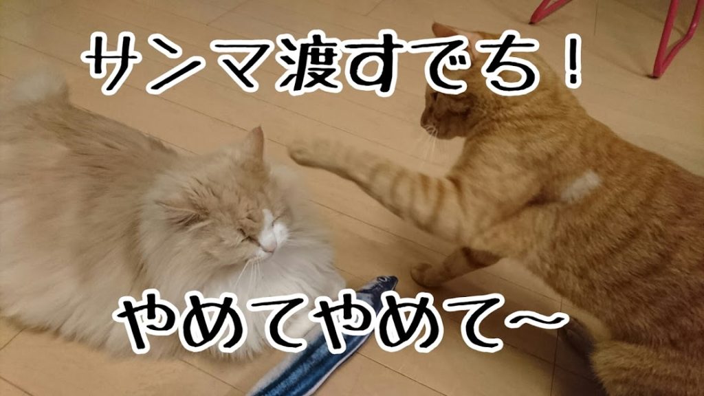 サンマが欲しいケッタ、おじいちゃん猫から強奪しようと