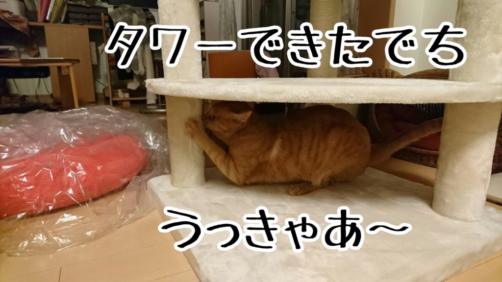 ニュー猫タワーに一番乗りするのは、やっぱり若いケッタ