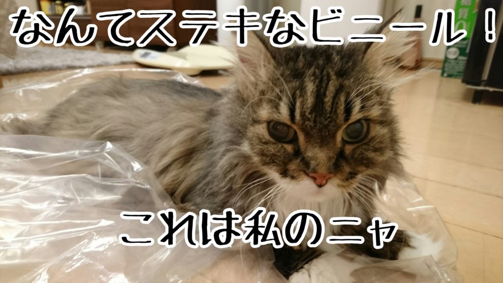 誰かヒトリくらいは、タワーの入っていた段ボールやビニールに入ってご満悦の猫がいる