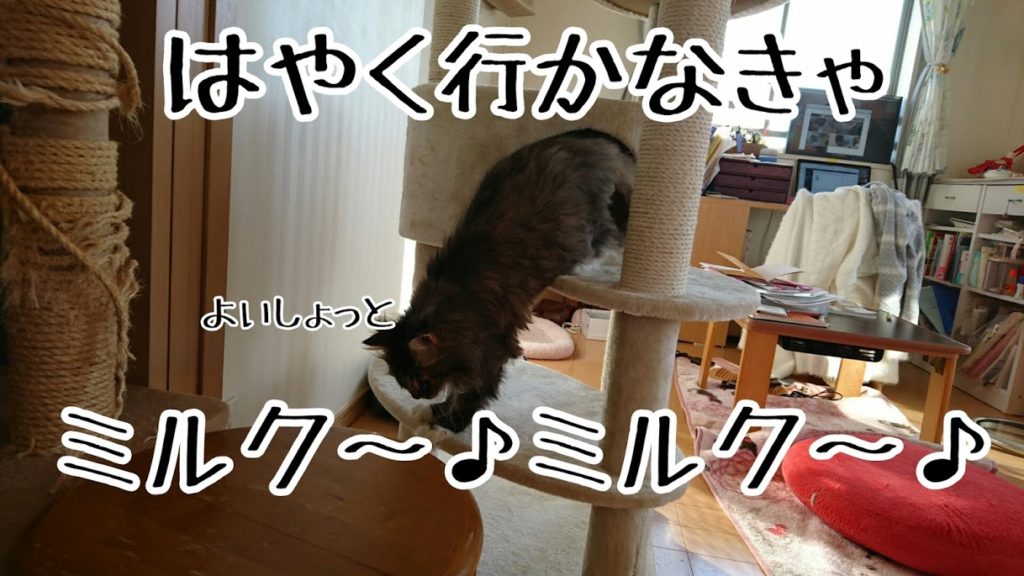 猫タワーで寝ていてもすぐに降りてくる