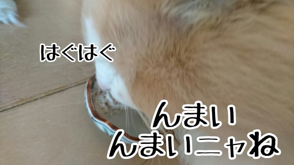 ドライフード党の猫でも、喜んで食べてくれるフリーズドライササミ、薬飲ませるときに便利です 