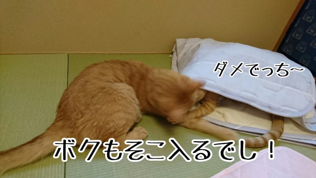 他の猫がどこかに入っていれば、ててぃんも入りたくなる