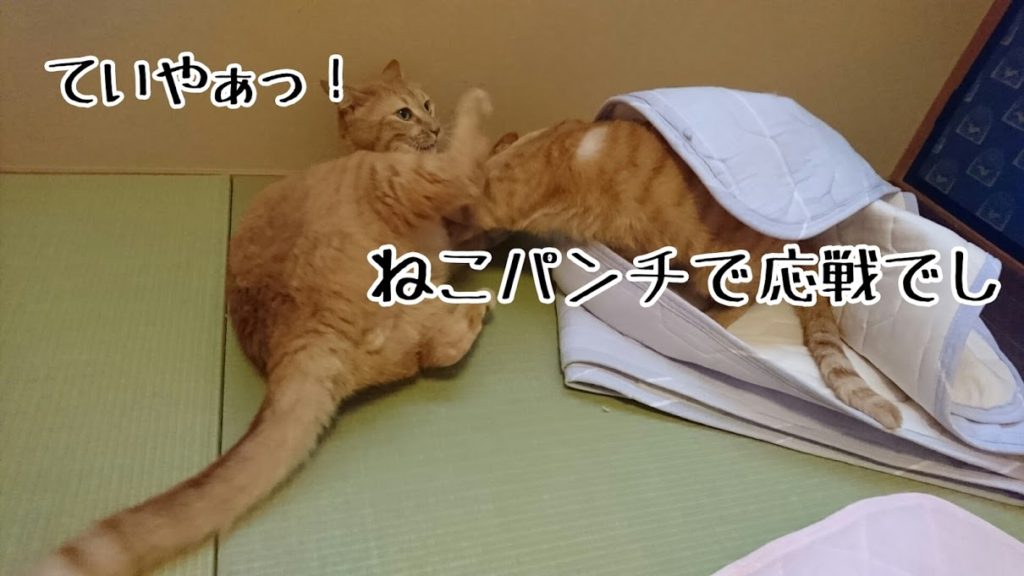 ねこパンチを受けると、足が応戦しようとするものらしい