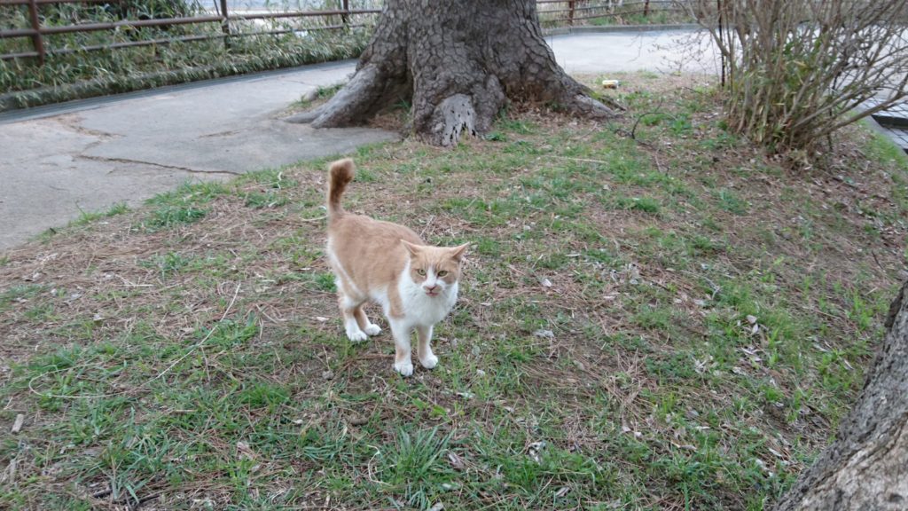 この子はすごく人懐こいけれど、もう10才超えのシニア猫。地域の人に大切に見守られています