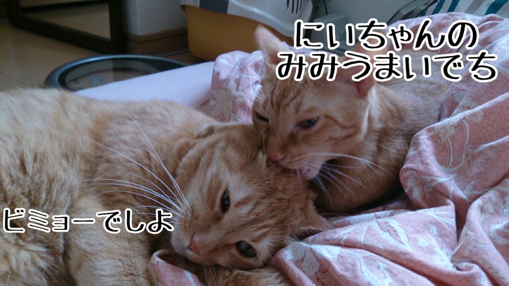 ねこのお母さんのおっぱい替わりなのか、耳をちゅうちゅう吸うんです