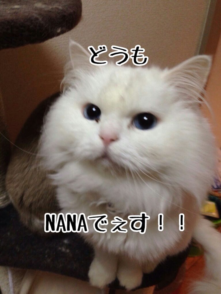 娘のNANAちゃんもお母さん譲りのなかなかすごい性格。先輩猫のヒューイ君を尻に敷いているらしい