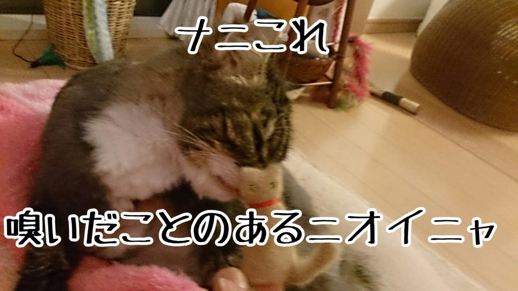 ててぃんとケッタの抜け毛で作った猫毛フェルト人形、みんな食いつきいいです