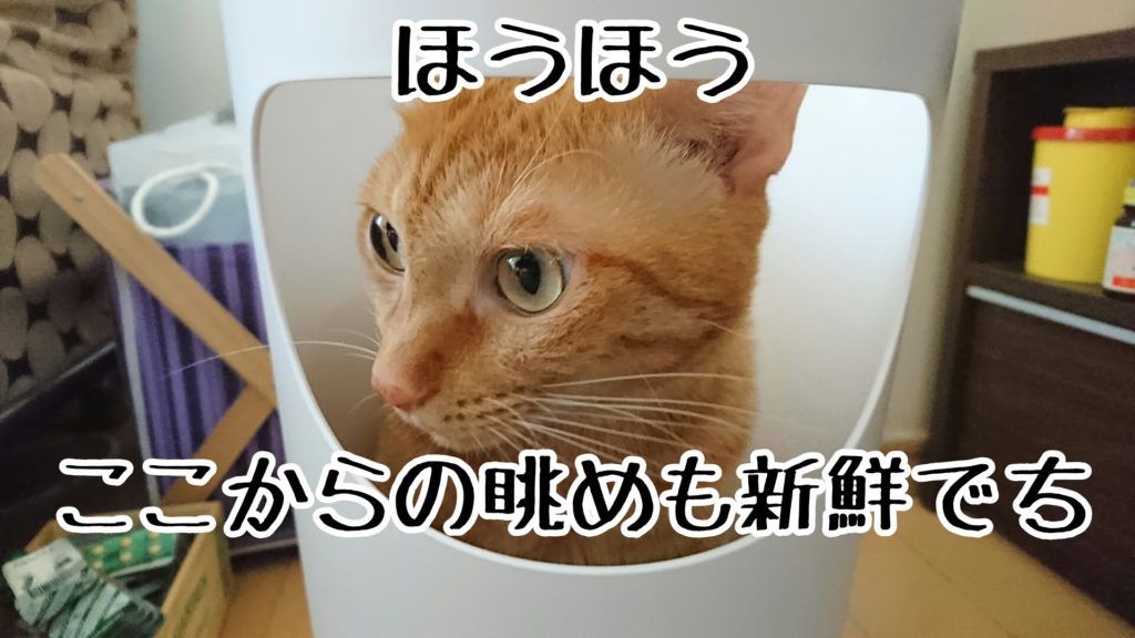 わざわざ横に捨て口のあるゴミ箱を買ったのに、入る猫